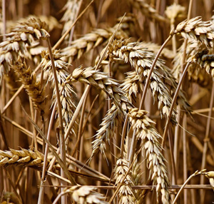 Bereid met natuurlijke ingrediënten en liefde